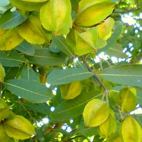Arjun