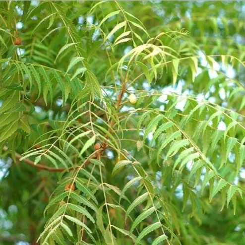 Neem