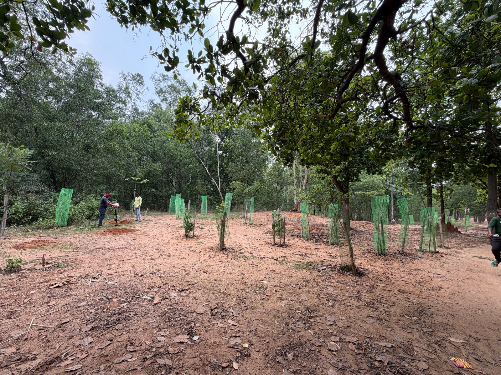 PLANTATION 