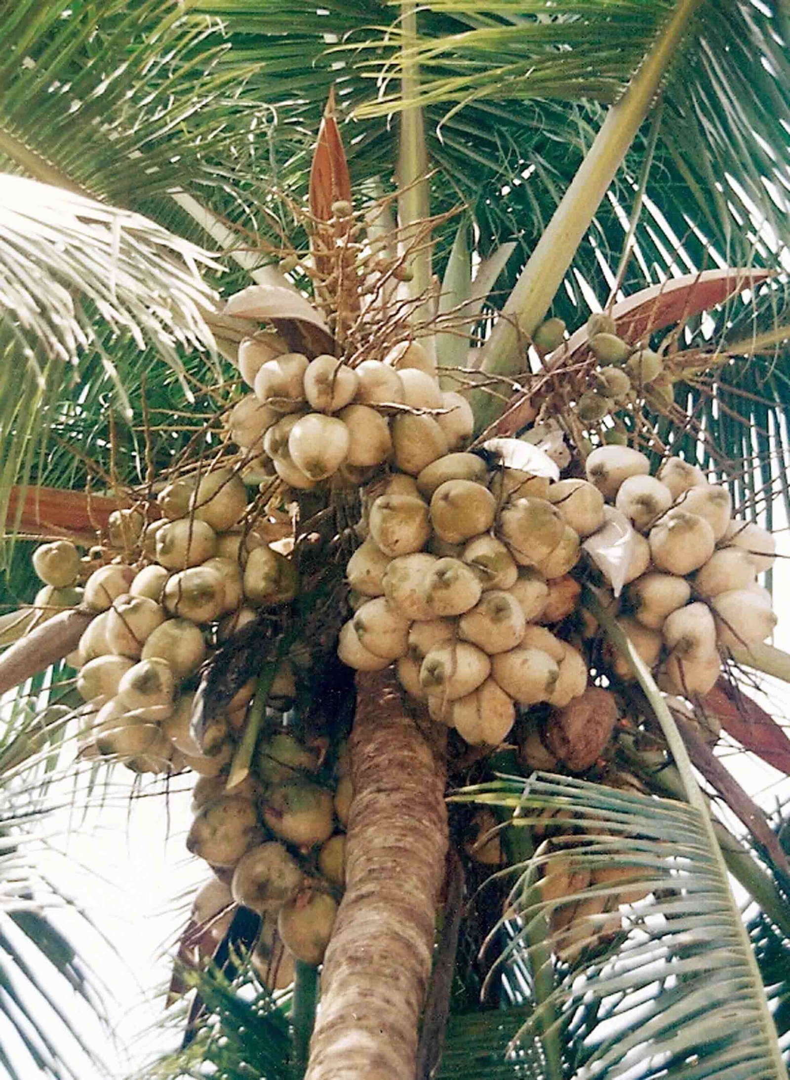 Indian Coconut Seed Plant 