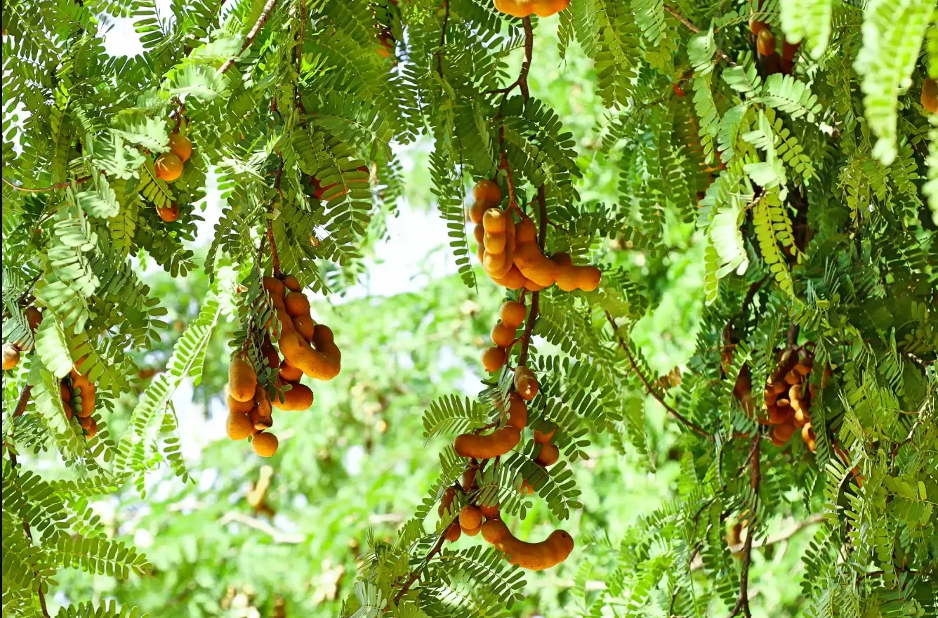 Tamarind 