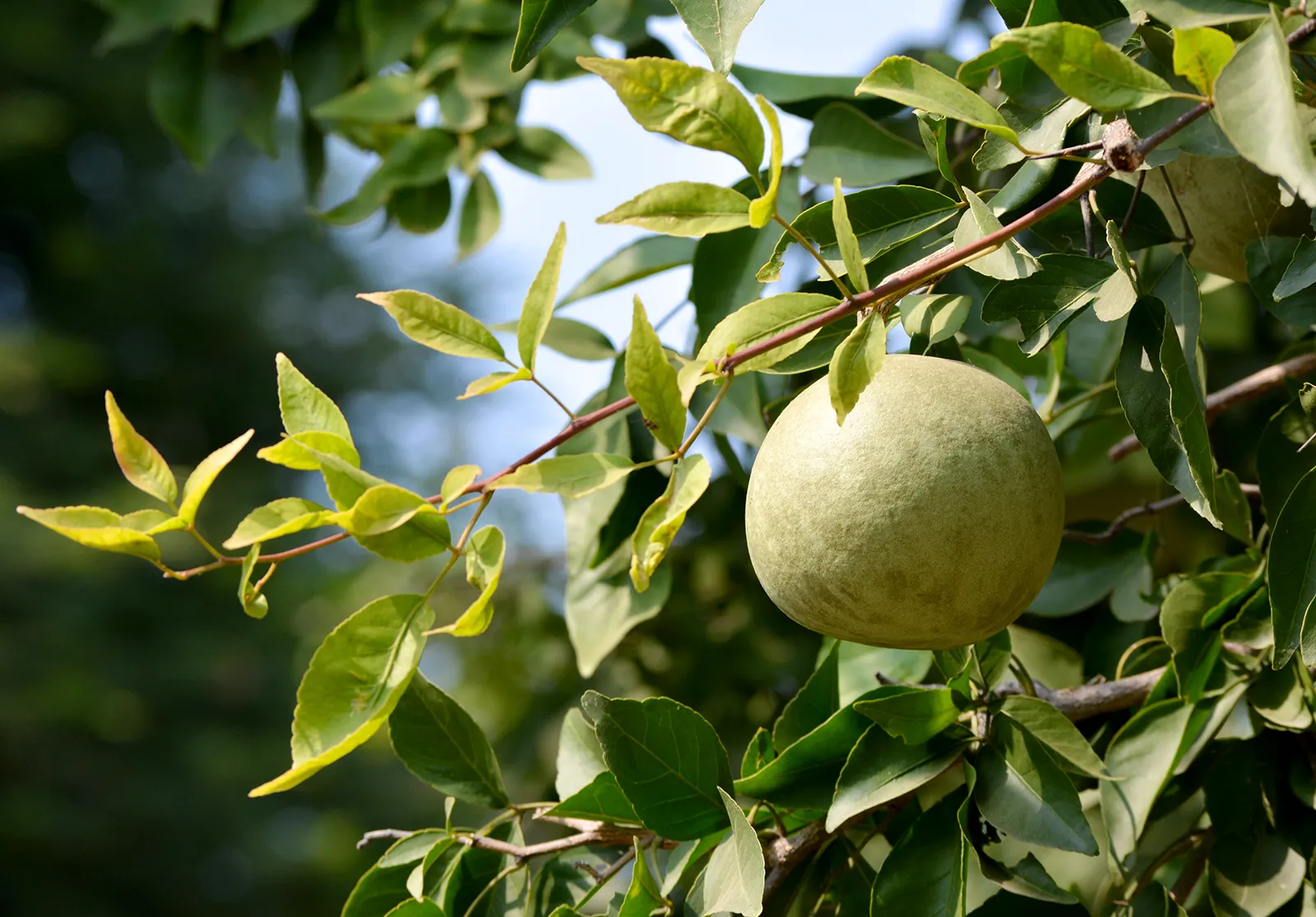 Indian Bell tree