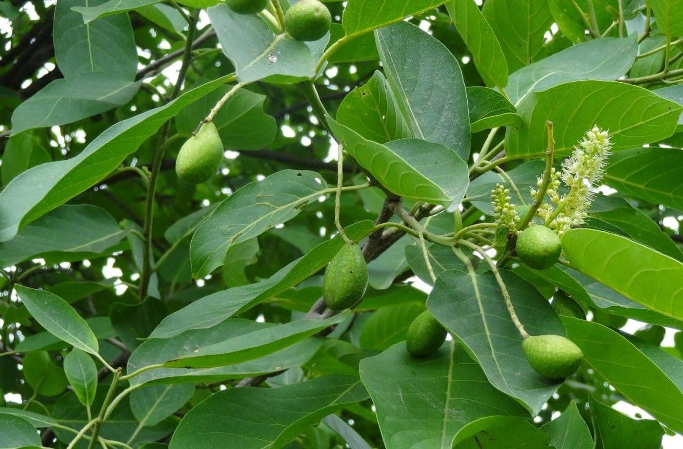 Haritaki tree 