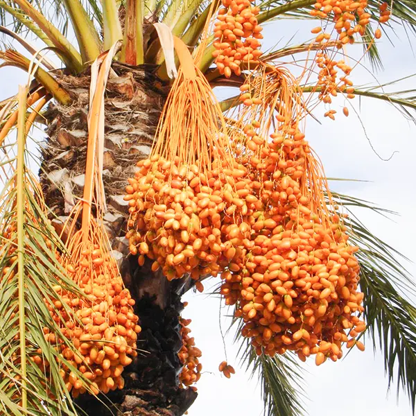 Indian khajur tree
