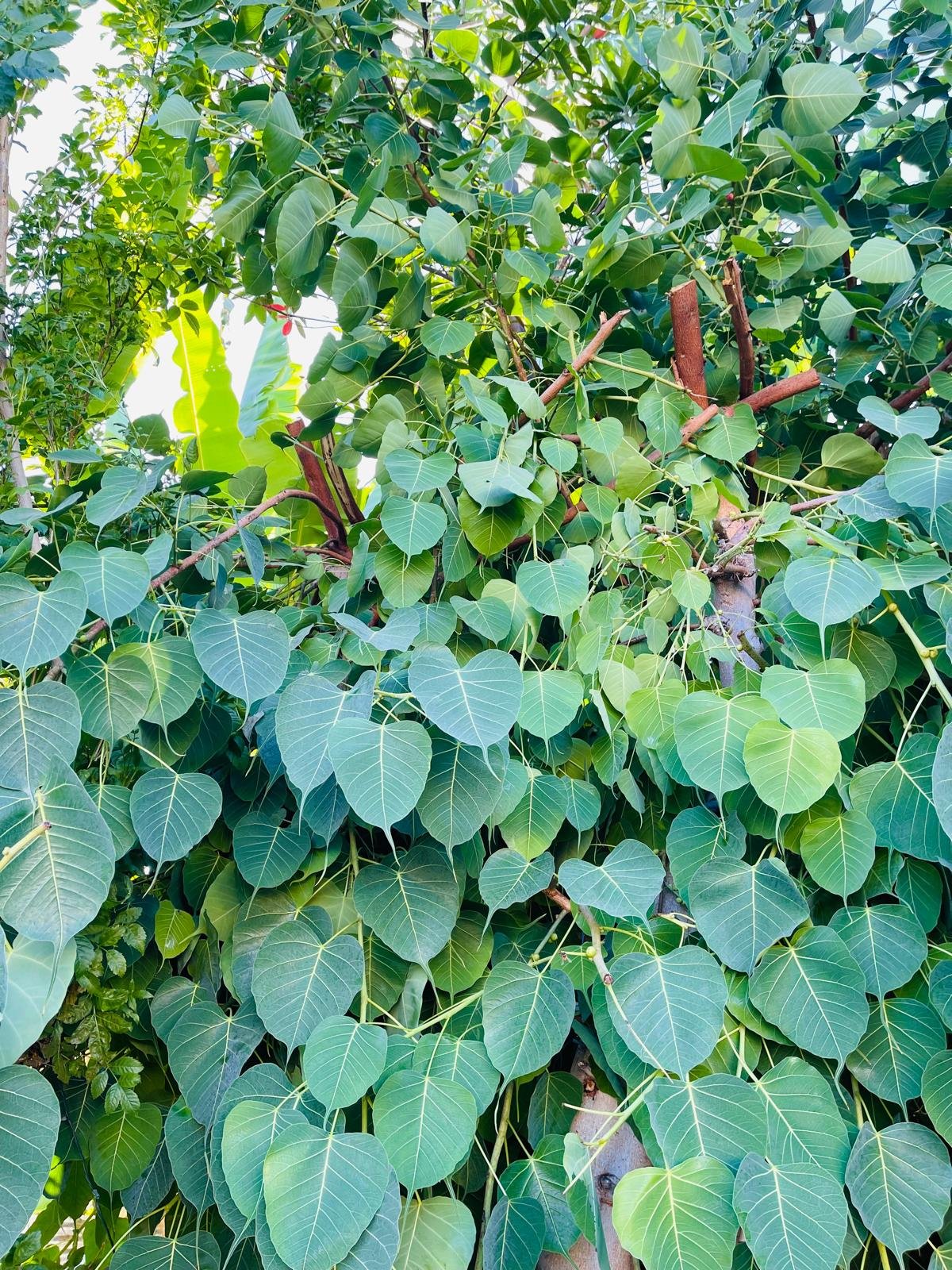 Peepal