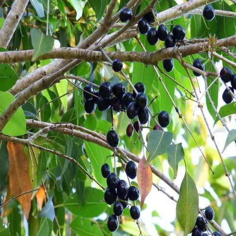  Indian Jamun Seed Plant