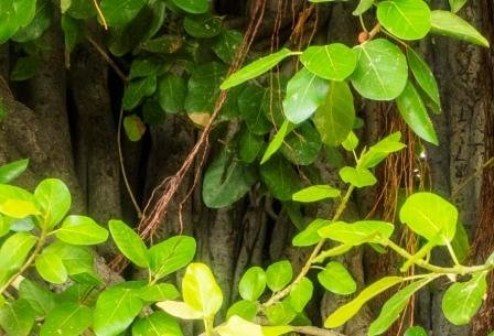 Banyan Tree
