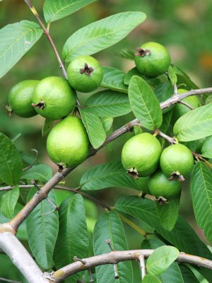 Indian Guava Seed Plant 