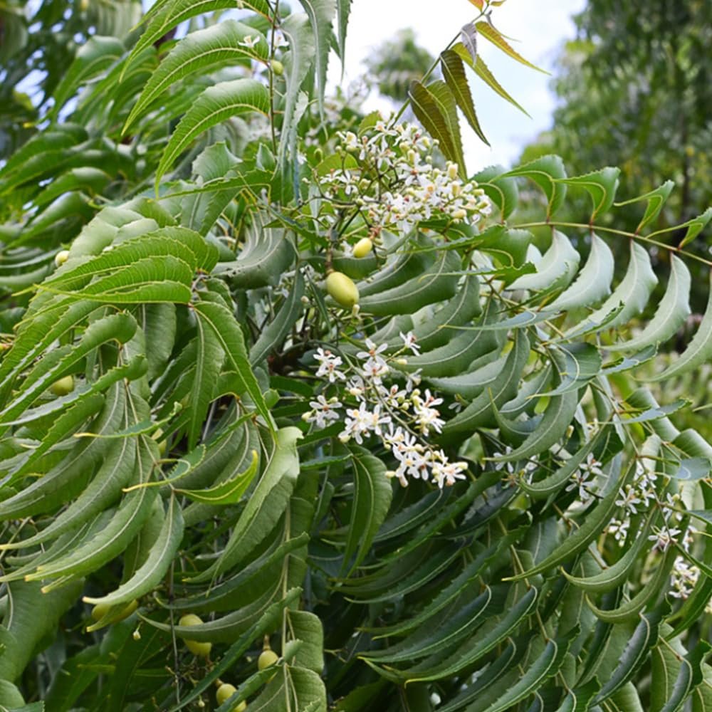 Neem