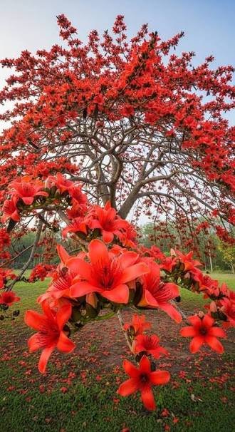 Shimul Tree