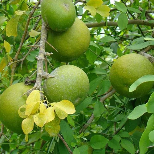 Indian Bell tree