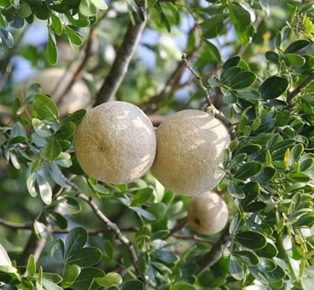 kothbel tree